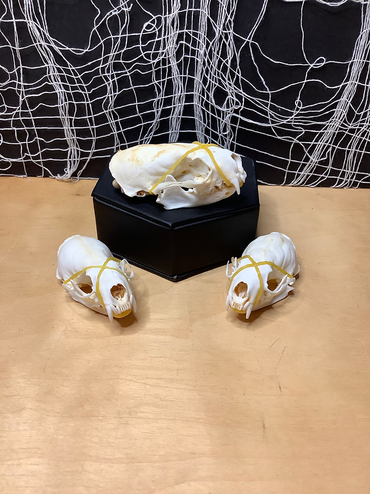 Mink Skulls