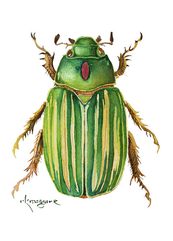 Keith McGuire Insect Prints (Small)
