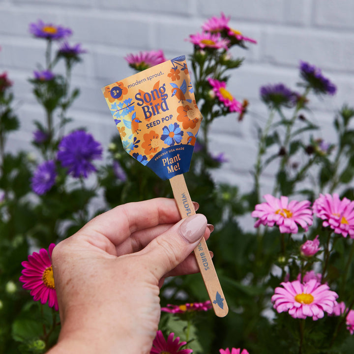 Modern Sprout - Pollinator Seed Pops - 36 Pk + Display