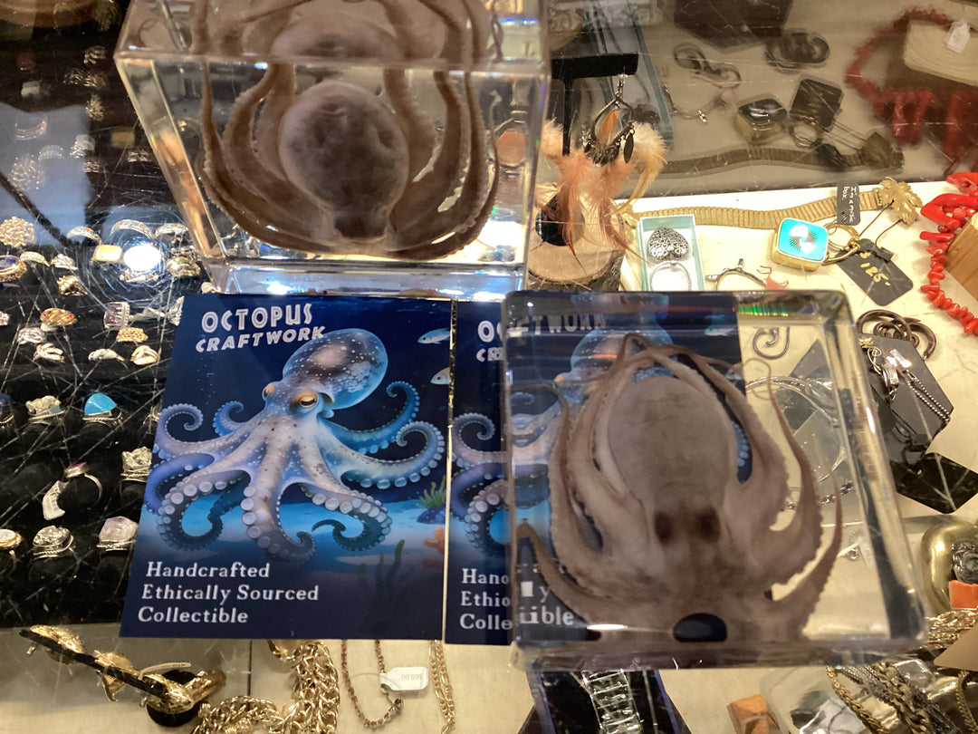 Epoxy Resin Octopus Craftwork Taxidermy