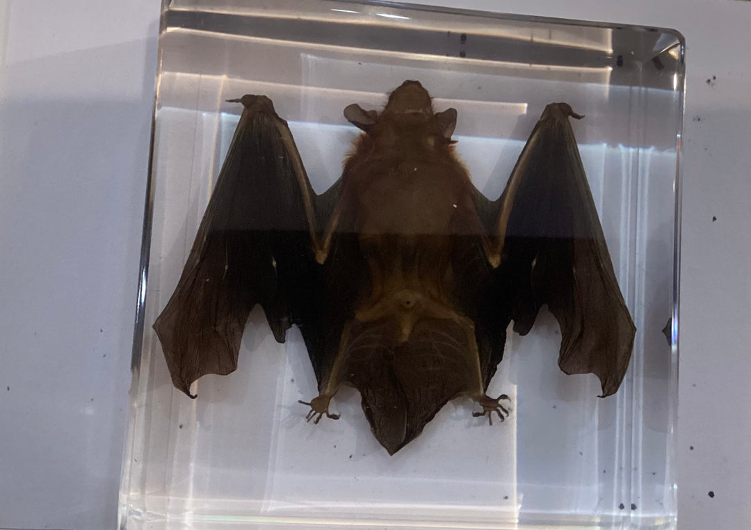 Clear Epoxy Batz