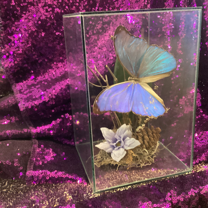 Morpho Menelaus butterfly specimen inside an acrylic display diorama
