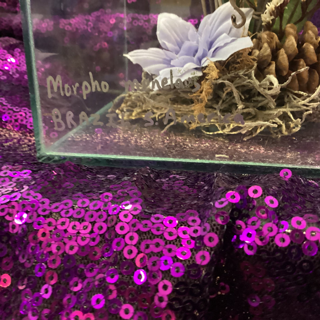 Morpho Menelaus butterfly specimen inside an acrylic display diorama