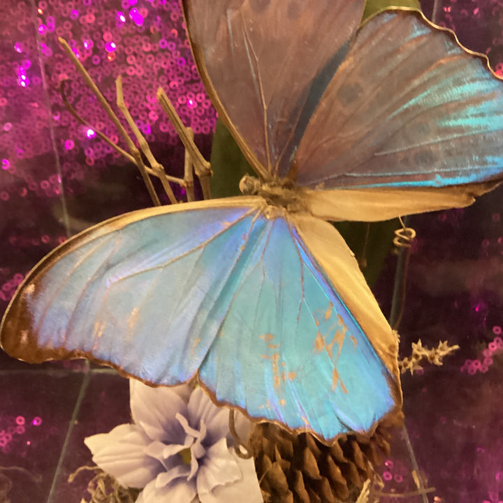 Morpho Menelaus butterfly specimen inside an acrylic display diorama