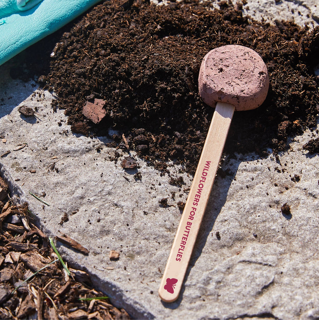 Modern Sprout - Pollinator Seed Pops - 36 Pk + Display