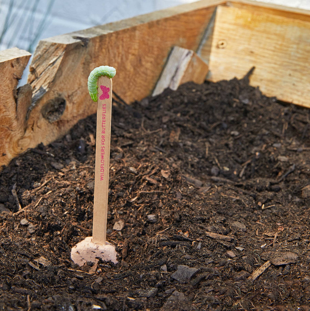 Modern Sprout - Pollinator Seed Pops - 36 Pk + Display