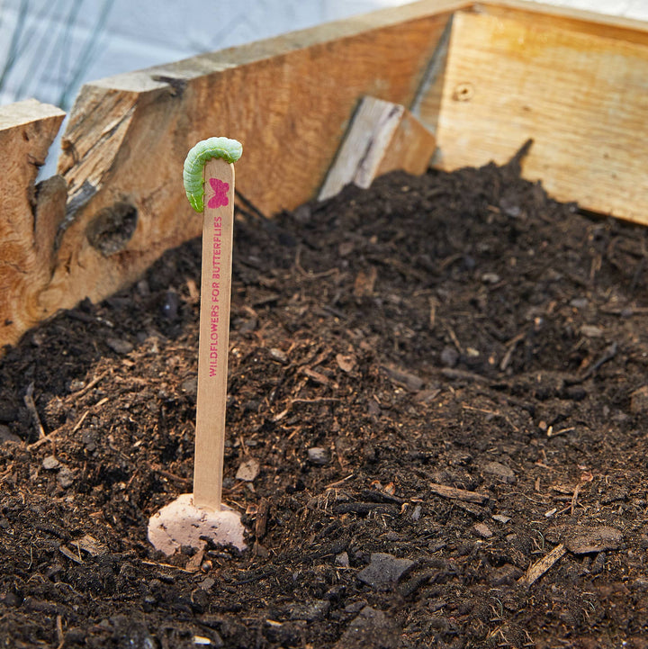 Modern Sprout - Pollinator Seed Pops - 36 Pk + Display