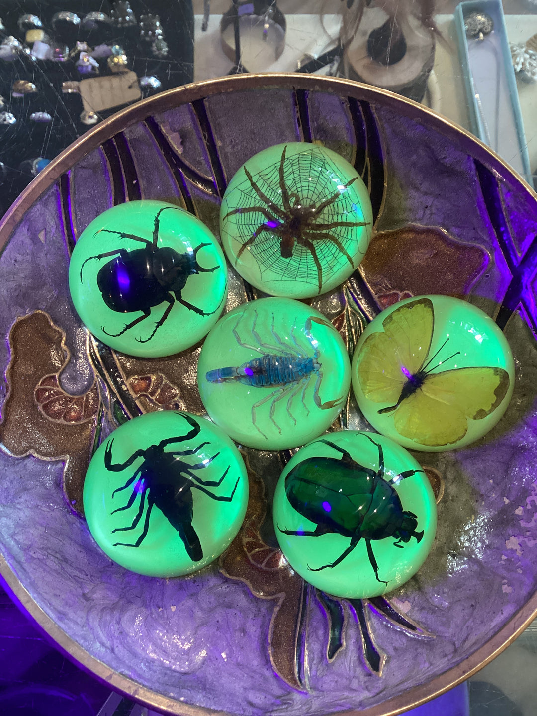 Glow Dome Bugs