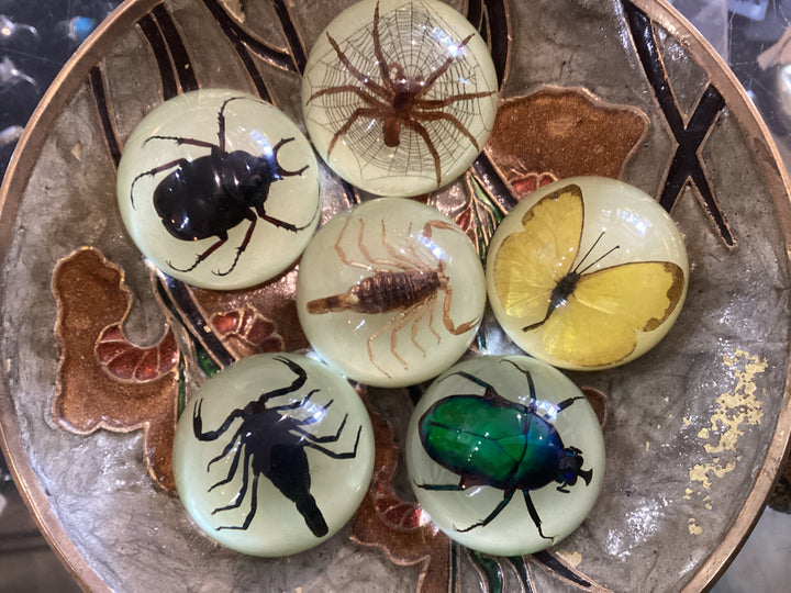 Glow Dome Bugs
